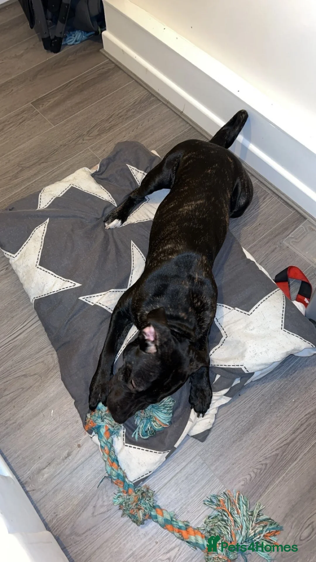 Mixed Breed dogs for sale: Pressa Canario mix staff - Advert 2