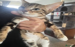 Bengal cats for sale: 🌟 Stunning Male Bengal Kittens – 3 Months Old 🌟 - Image 6