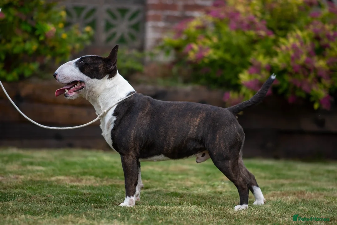 Miniature Bull terrier dogs for stud: Health checked miniature bullterrier  - Advert 2