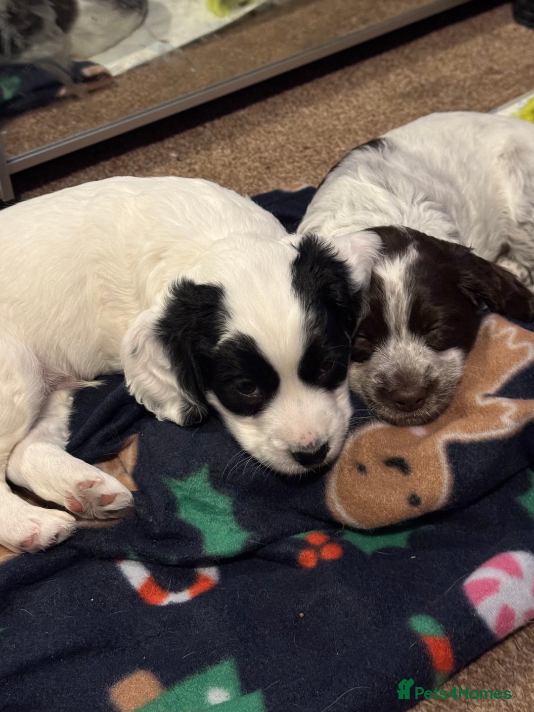 Cocker Spaniel dogs for sale: Cocker spaniel Puppies  - Advert 1