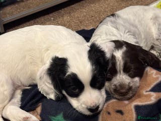 Cocker Spaniel dogs Cocker spaniel Puppies - Advert 3