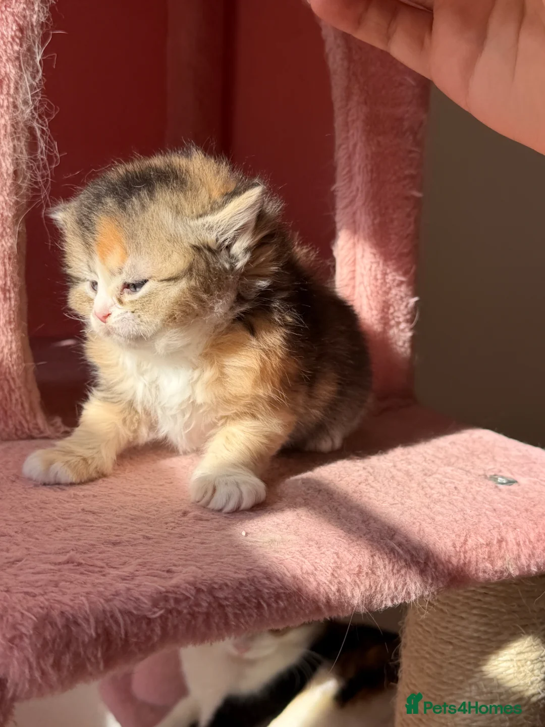 British Longhair cats for sale: looking for new home !!!! - Advert 2