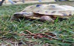 Tortoise reptiles for sale: Horsefield tortoise  in Colchester - Image 4