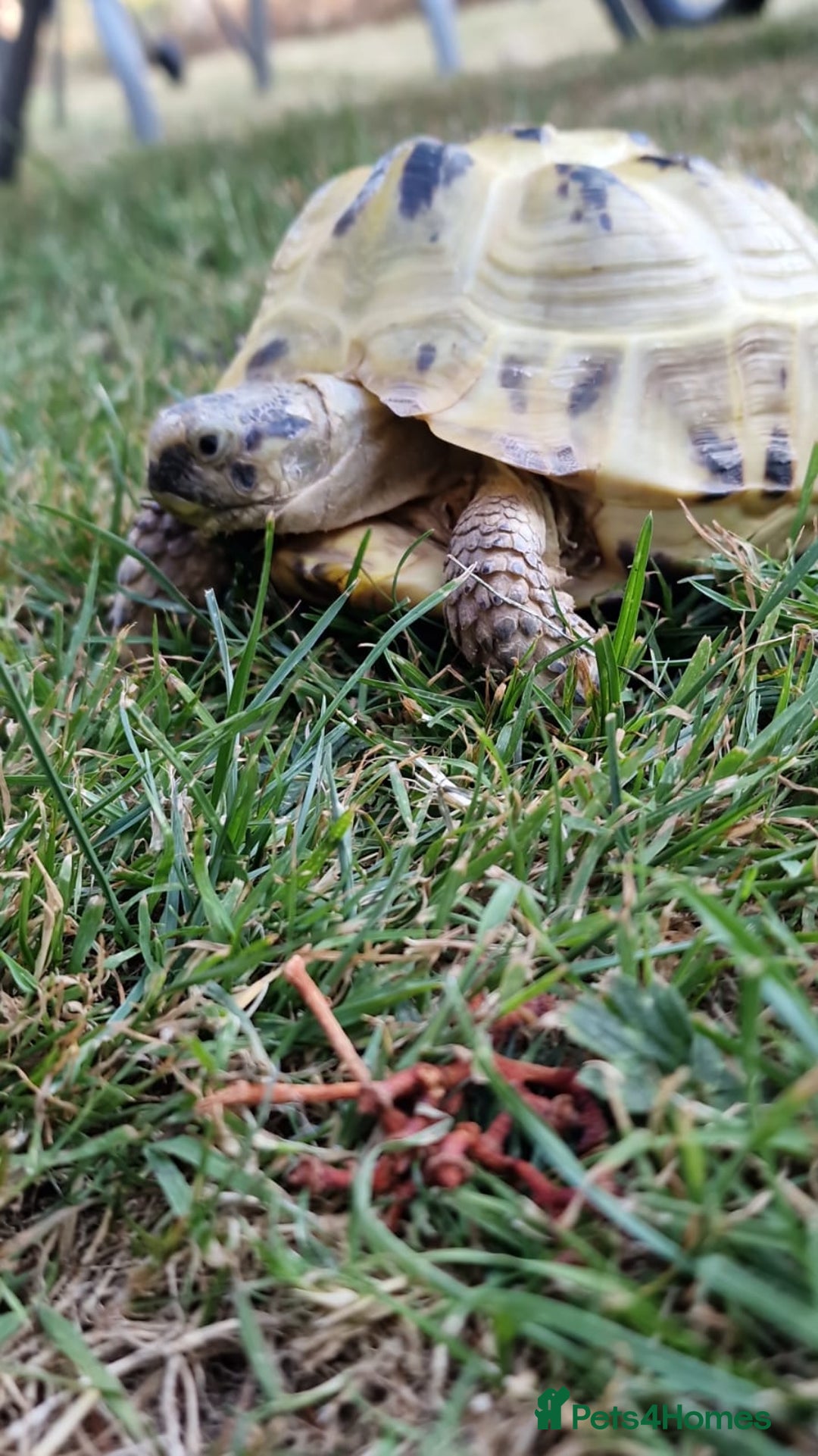 Tortoise reptiles for sale: Horsefield tortoise  in Colchester - Image 4