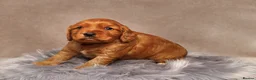 Cocker Spaniel dogs for sale: Beautiful girl pup working cocker  in Chatteris - Advert 12