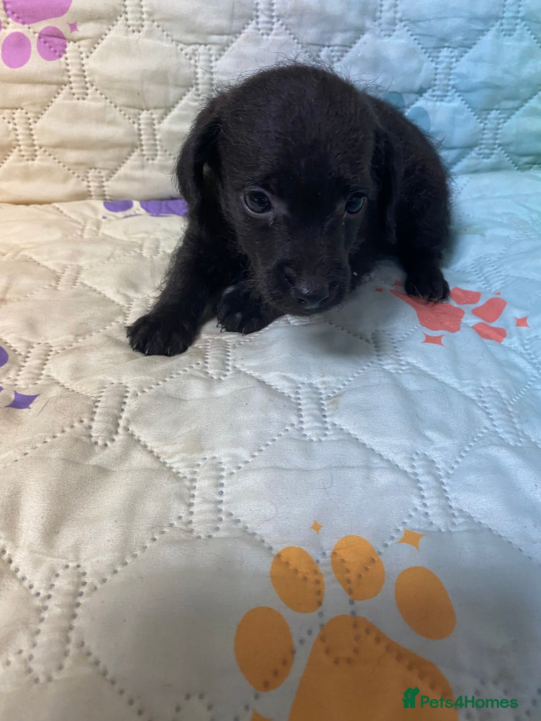 Jackapoo dogs for sale: Adorable Jackapoo Puppies  - Advert 9