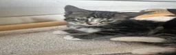 Mixed Breed cats for sale: Cute Kittens for Sale  - Advert 9