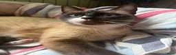 Ragdoll cats for sale: Ragdoll X Bombay in Stockbridge - Advert 1