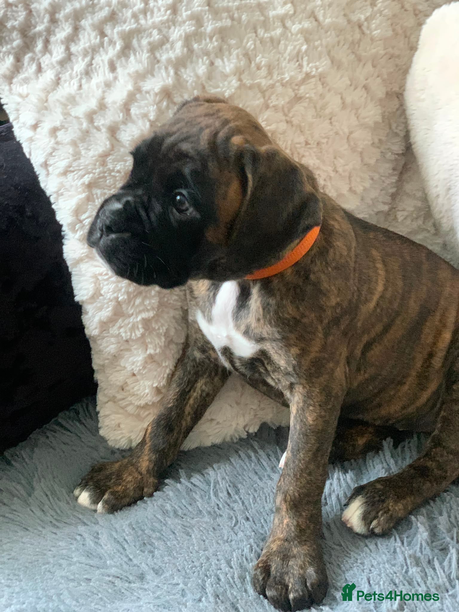 Boxer dogs Female bobtail brindle boxer puppy - Advert 5