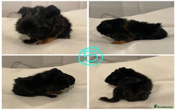 Guinea Pig rodents for sale: Baby Guinea Pig Boars - Image 11