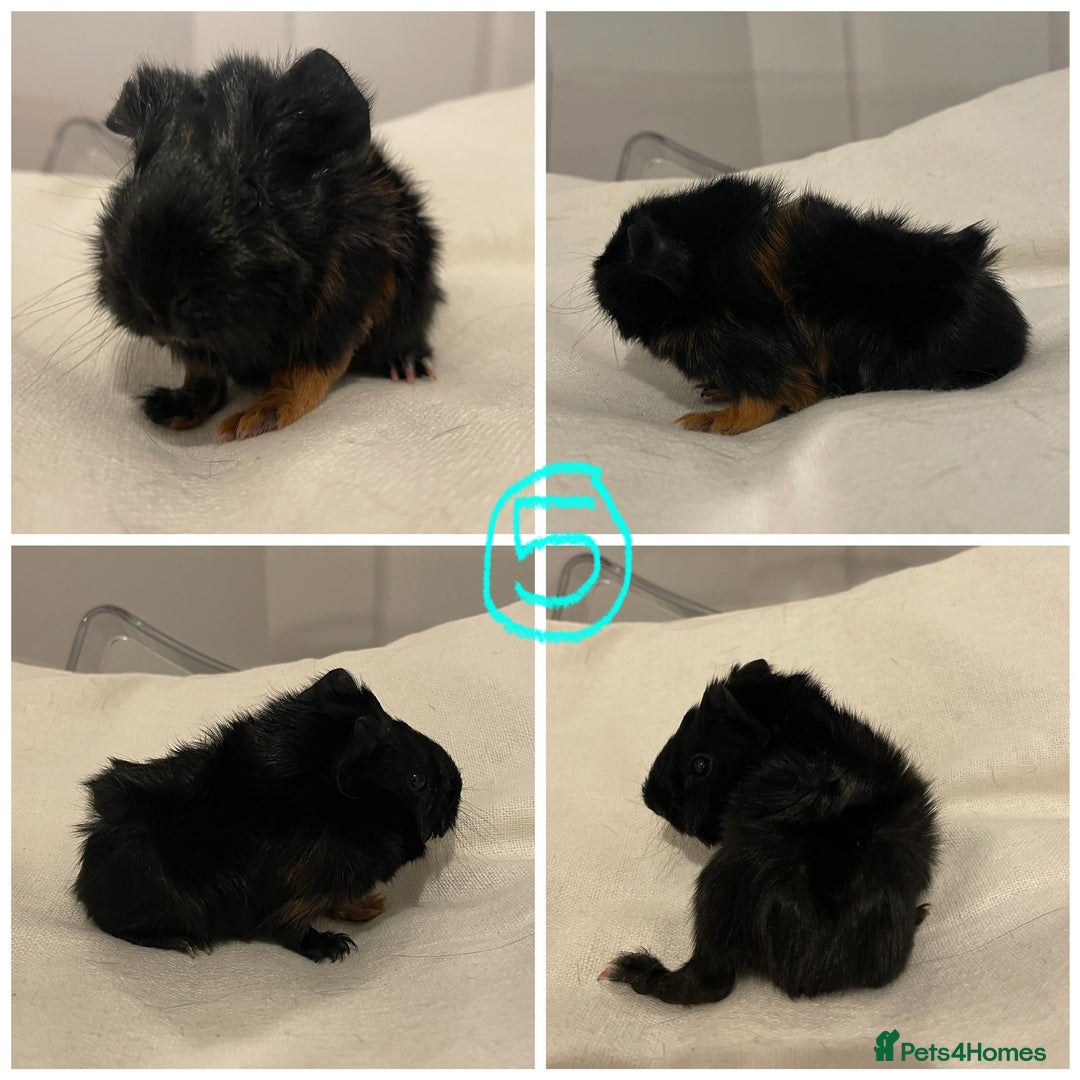 Guinea Pig rodents for sale: Baby Guinea Pig Boars - Image 11