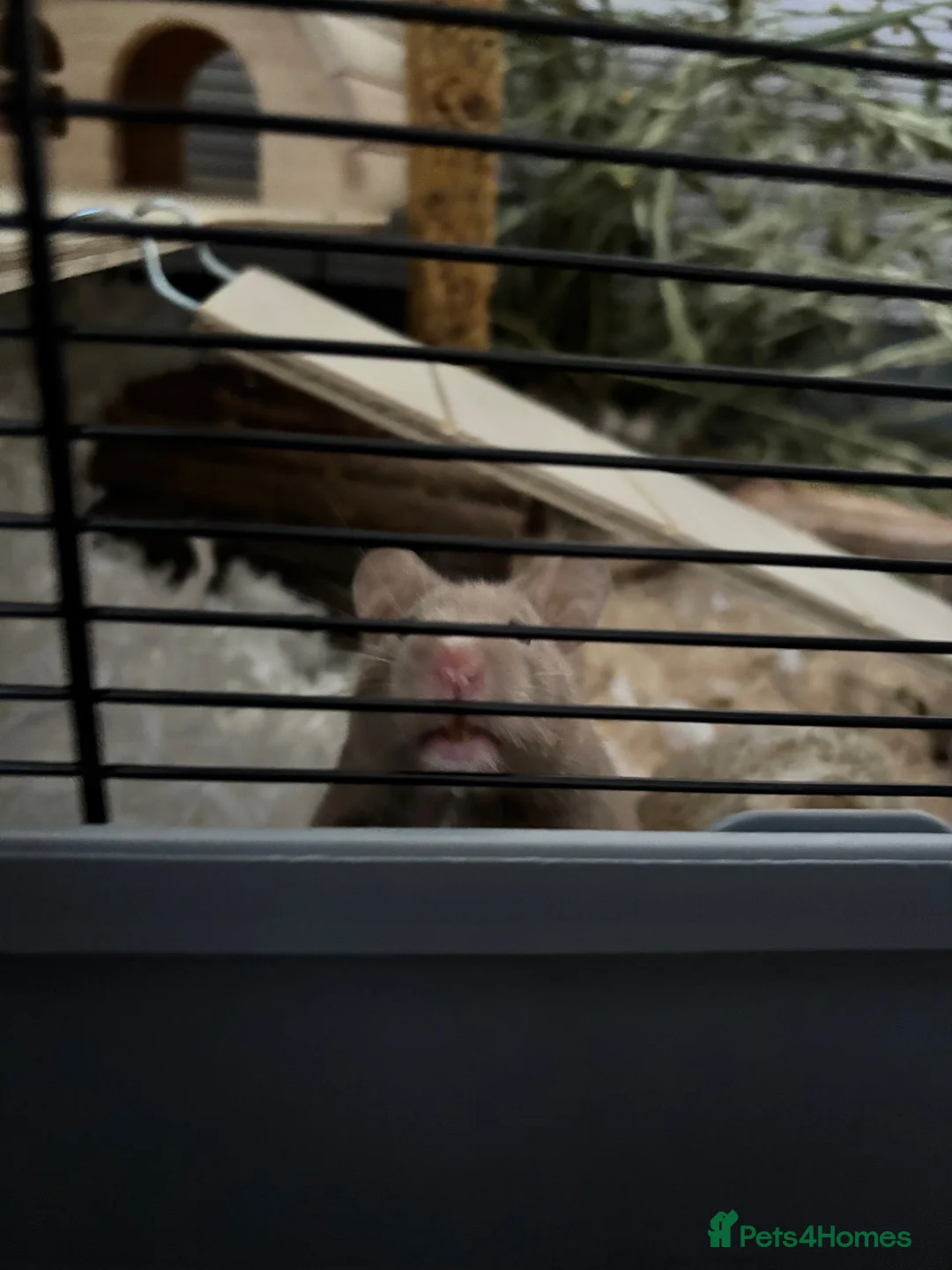 Hamster rodents for sale: Mink syrian hamster in Birmingham - Advert 2