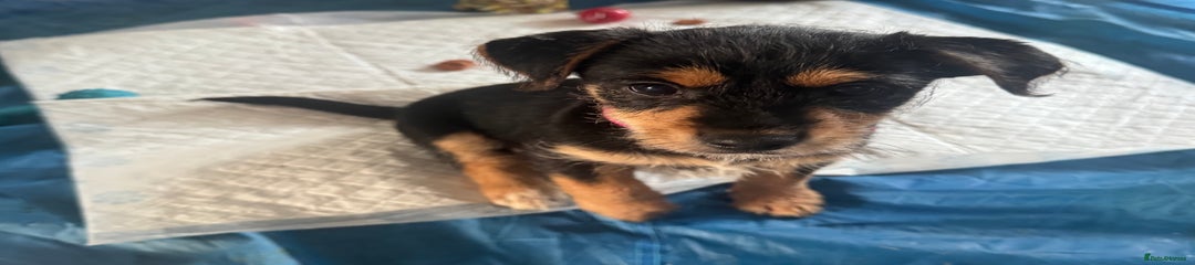 Mixed Breed Puppy 1