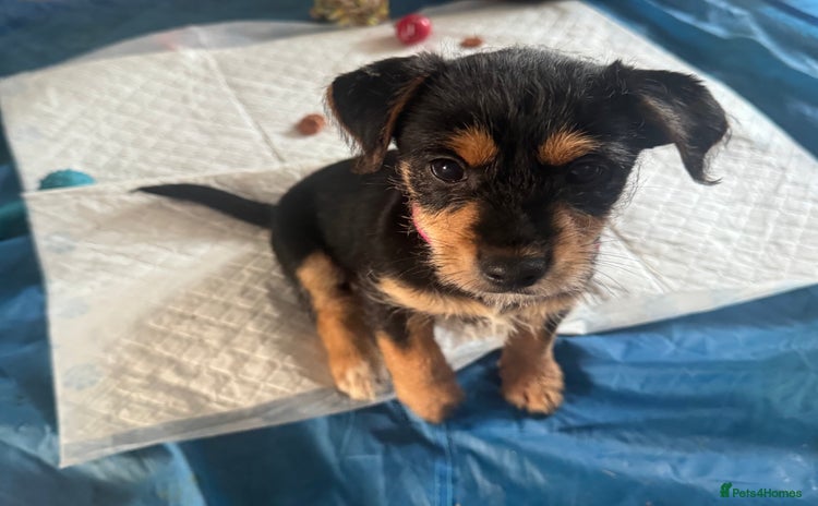 Mixed Breed dogs - Advert 3