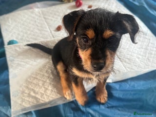 Mixed Breed dogs - Advert 29