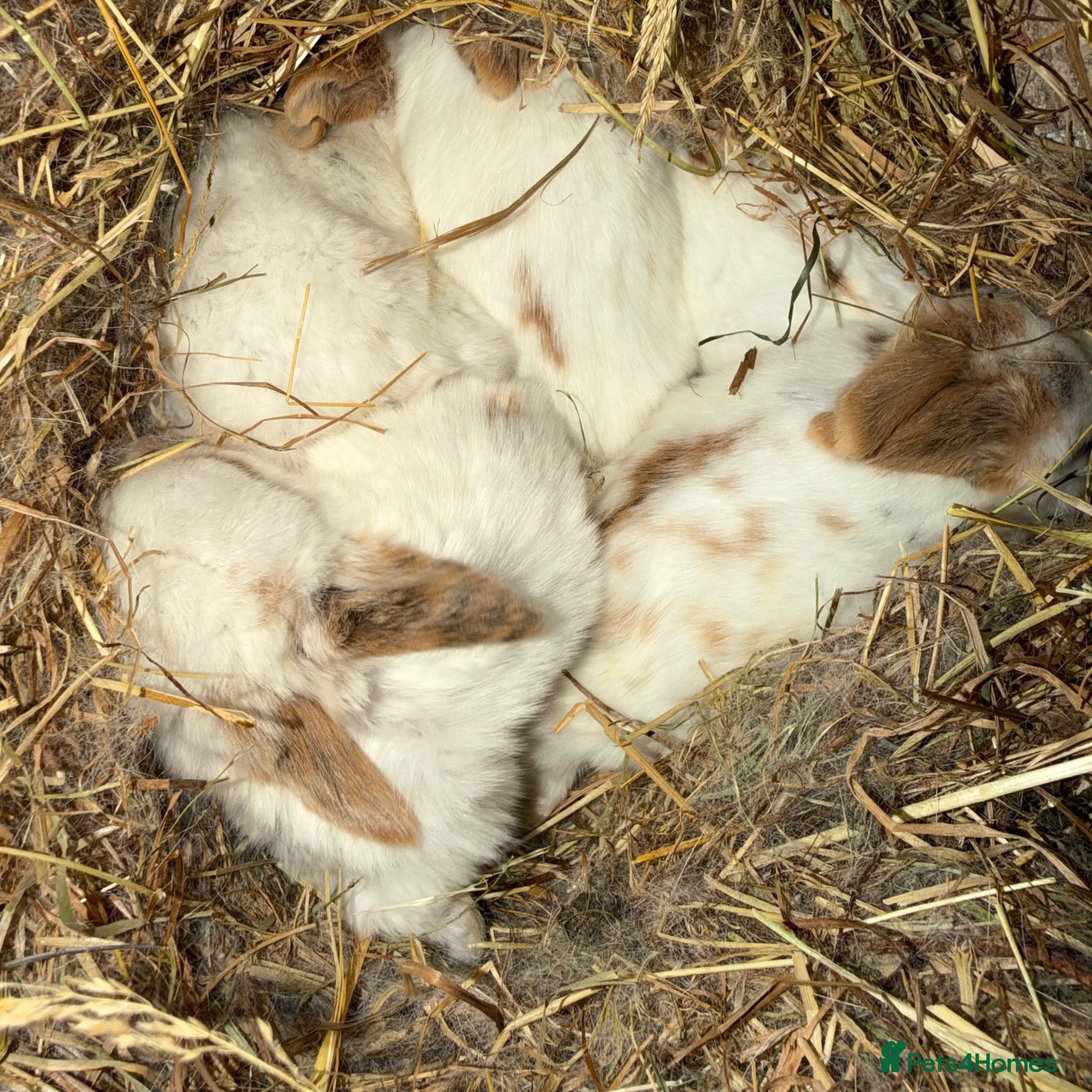 Mixed Breed rabbits New litter ready now - tame bunnies available now  - Advert 16