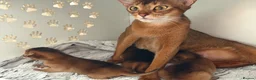Abyssinian cats for sale: Abyssinian kittens  - Advert 15