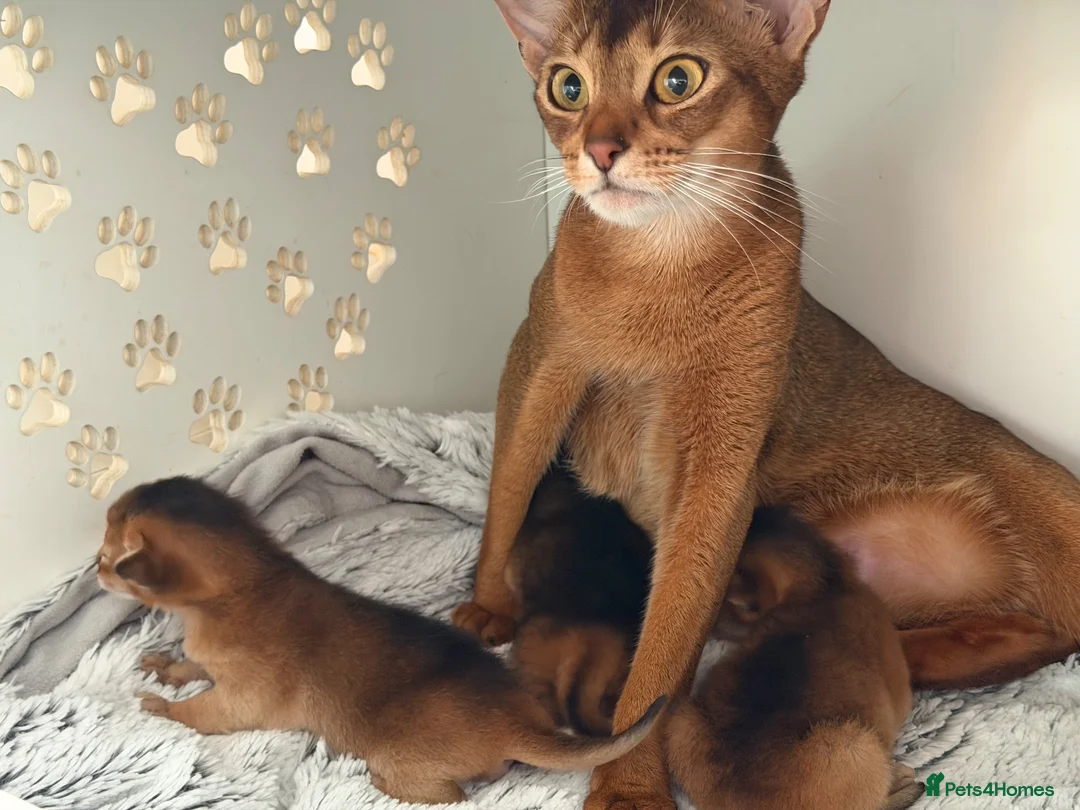 Abyssinian cats for sale: Abyssinian kittens  - Advert 15