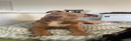 Mixed Breed dogs for stud: Weimaraner x Staffy Stud Available in Portsmouth - Advert 2