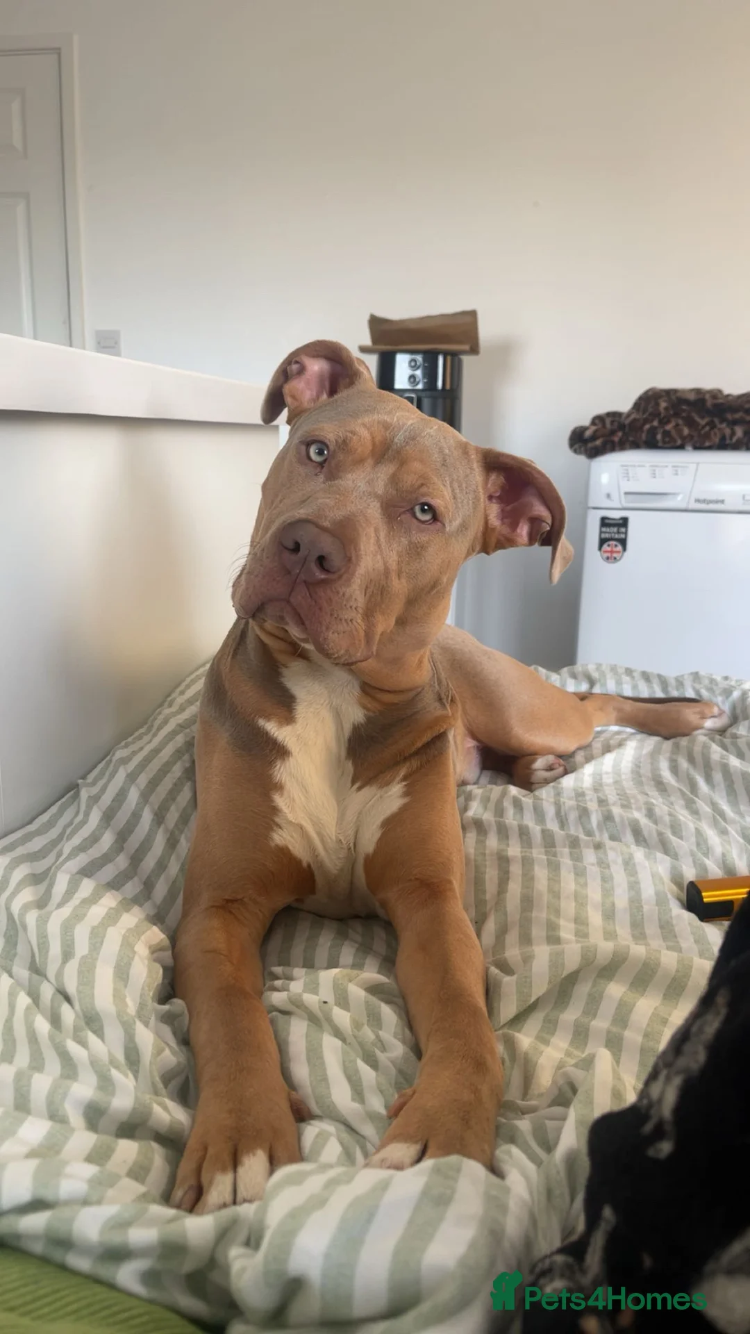 Mixed Breed dogs for stud: Weimaraner x Staffy Stud Available in Portsmouth - Advert 2