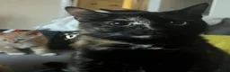 Mixed Breed cats for sale: 2 boys + girl - Advert 16