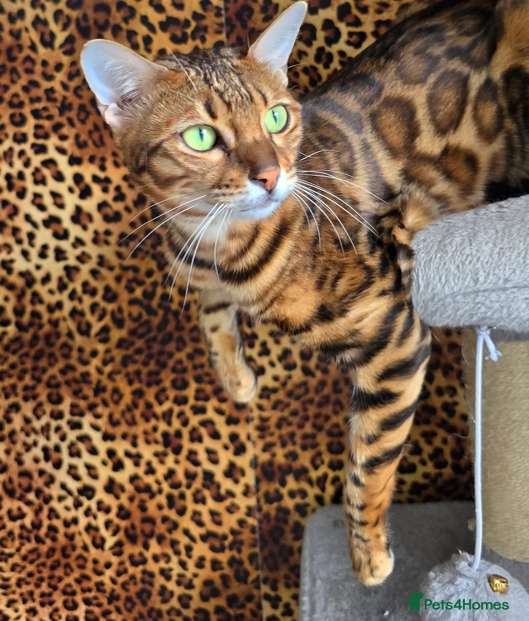 Bengal cats for sale: Waiting list open for kittens 2026-expecting 27.01 - Advert 22