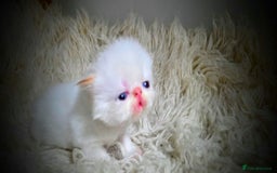 Persian cats for sale: Beautiful and Rare Purebred Persian Kittens - Image 17