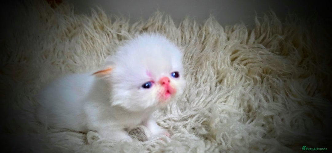 Persian cats for sale: Beautiful and Rare Purebred Persian Kittens - Image 17
