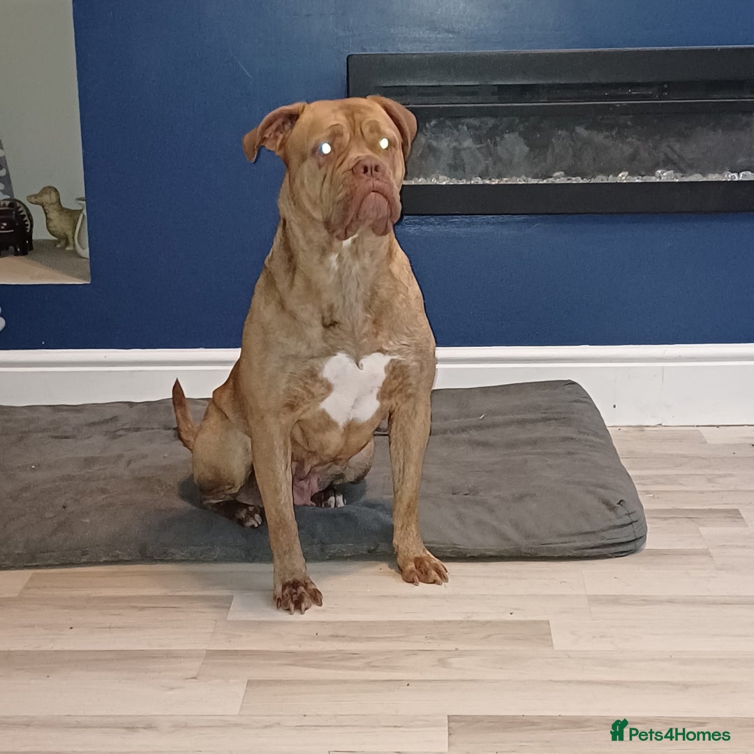 Mixed Breed dogs for sale: Unfortunate rehoming  - Advert 2