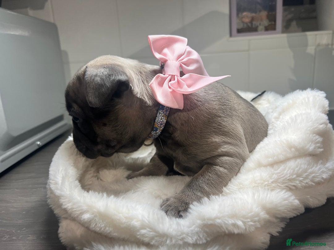 French Bulldog dogs for sale: Lilac French Buldog - Image 13