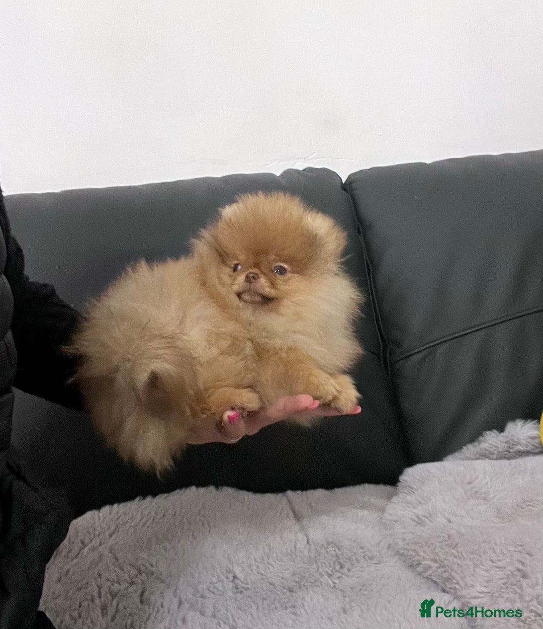 Pomeranian dogs for sale: Top Quality 🐻 Teddy Face🧸Perfect Size - Advert 13