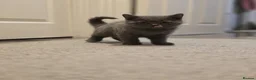 British Shorthair cats for sale: British shorthair  - Advert 4