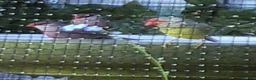 Finches birds for sale: Male star finch - Advert 4