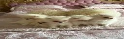 Pomeranian dogs for sale: 🐾 Gorgeous White Pomeranian Puppies - Advert 7