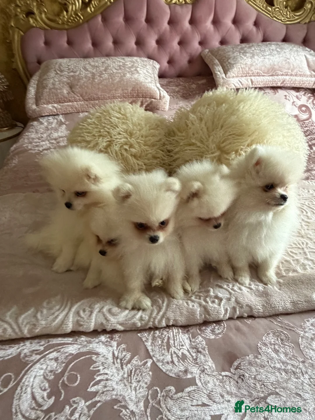 Pomeranian dogs for sale: 🐾 Gorgeous White Pomeranian Puppies - Advert 7