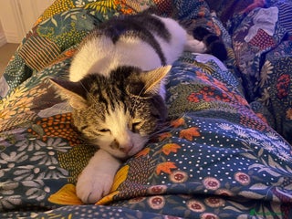 Domestic Shorthair cats - Advert 8