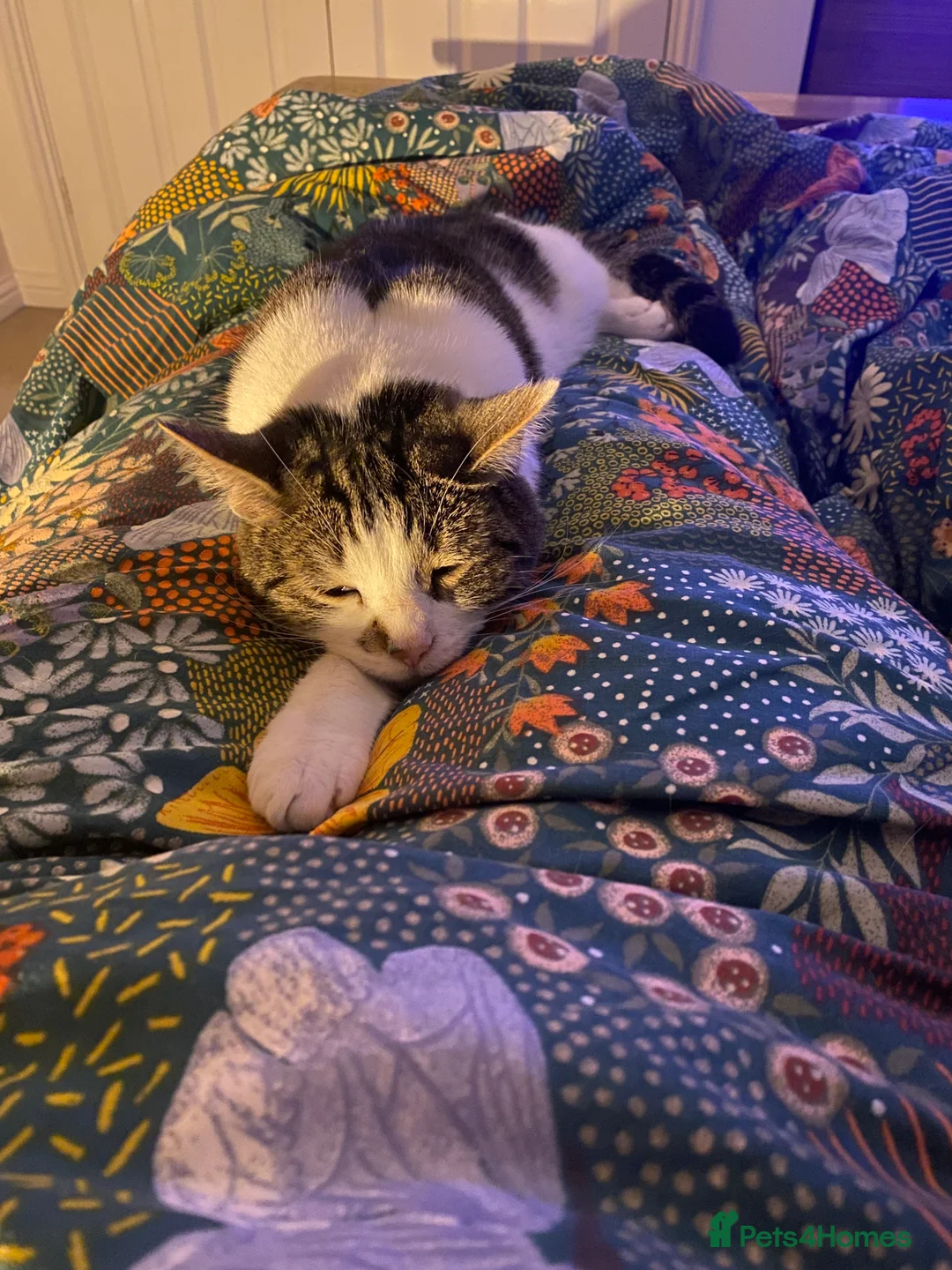 Domestic Shorthair cats for sale: Brothers for re homing  - Advert 3