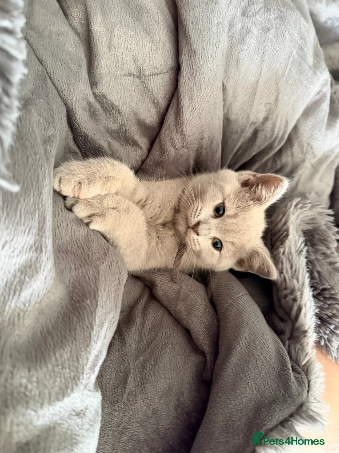 British Shorthair cats for sale: BSH British short hair - Advert 2