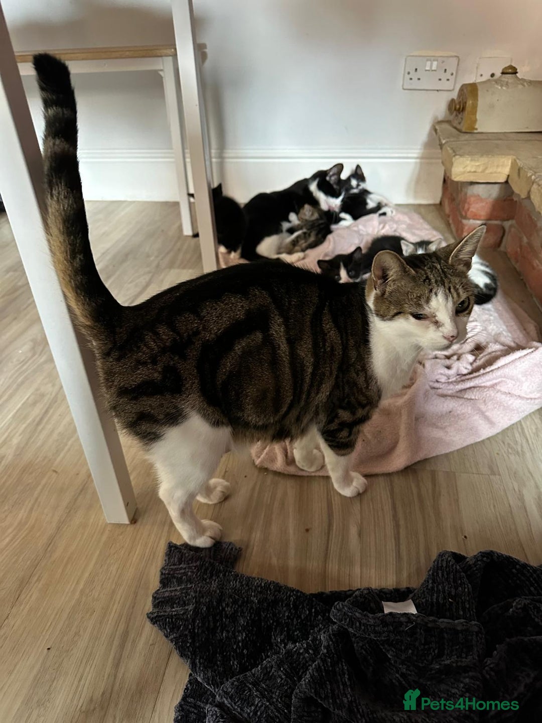 British Shorthair cats for sale: mixed tabby, black and white kittens  - Image 15