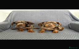 Dachshund dogs for sale: Miniature Dachshund Puppies  - Image 1