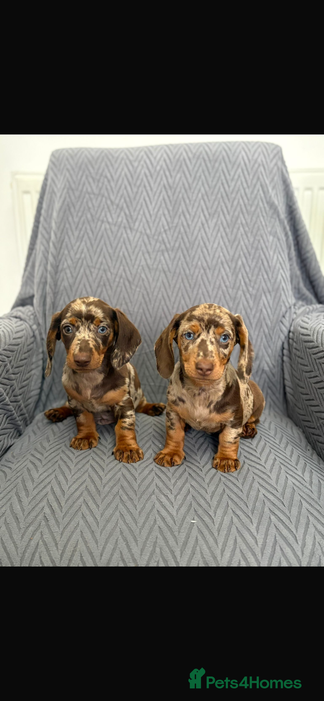 Dachshund dogs for sale: Miniature Dachshund Puppies  - Image 1