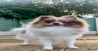 Pomeranian dogs - Advert 10