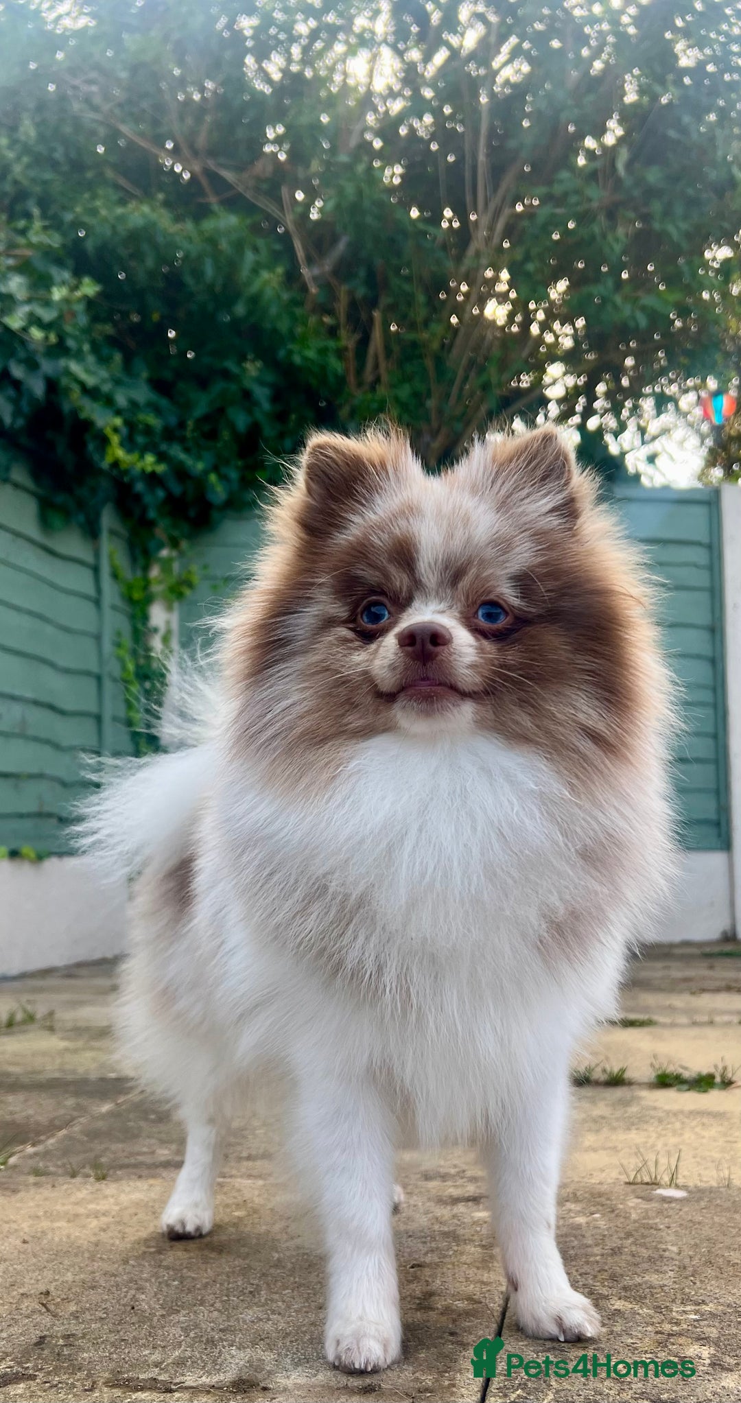 Pomeranian dogs for stud: Stud only - Image 3