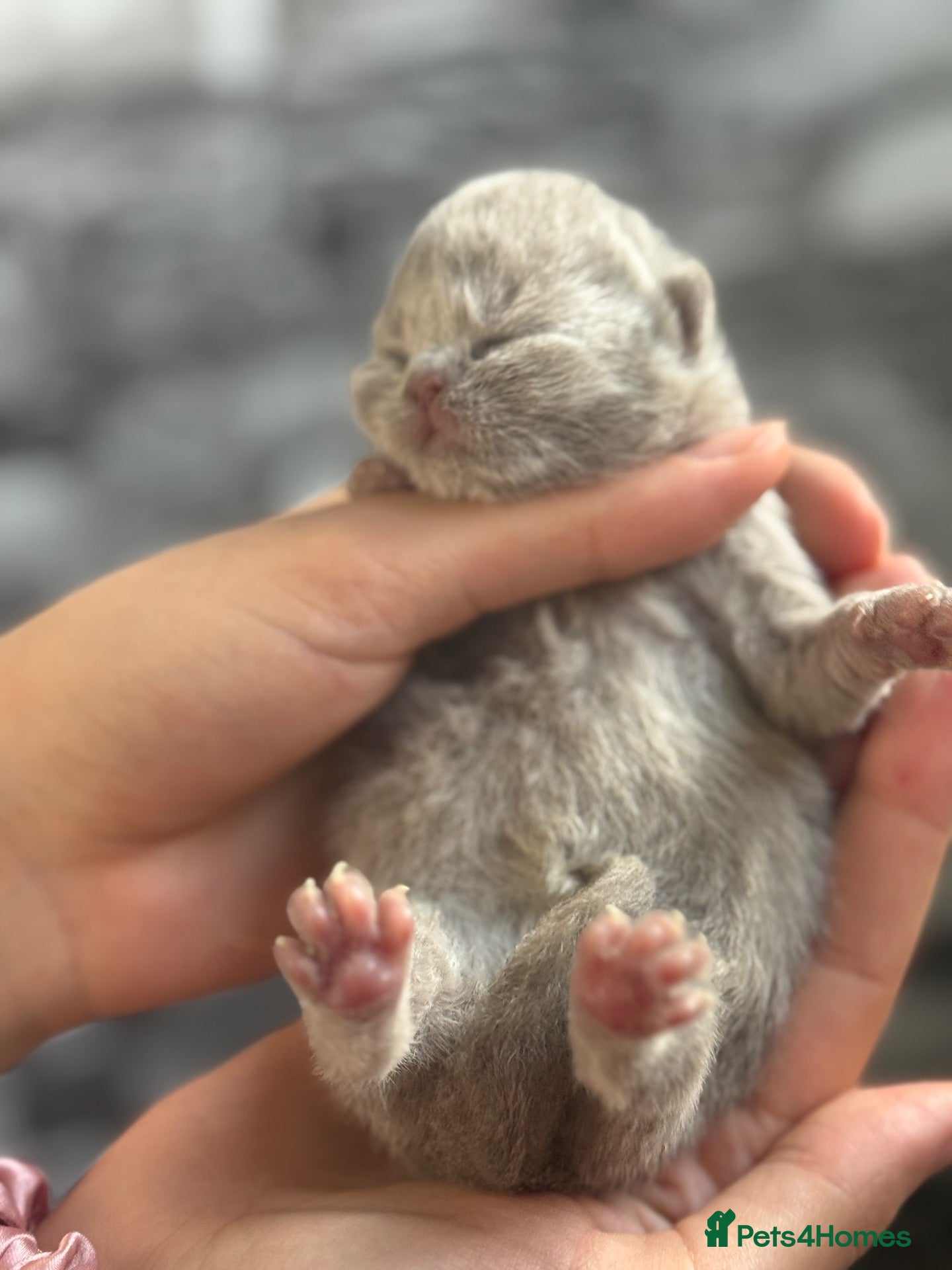 British Shorthair cats 100% PURE XXL PEDIGREE Champion BSH kittens ❤️ - Advert 1