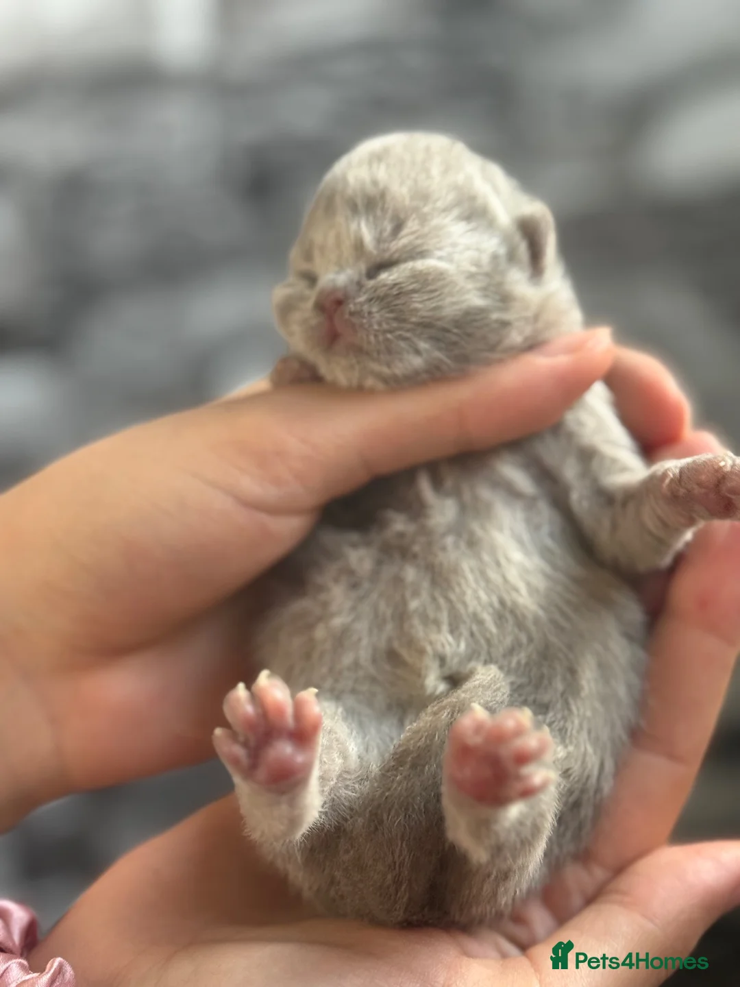 British Shorthair cats for sale: 100% PURE XXL PEDIGREE Champion BSH kittens ❤️ - Advert 1