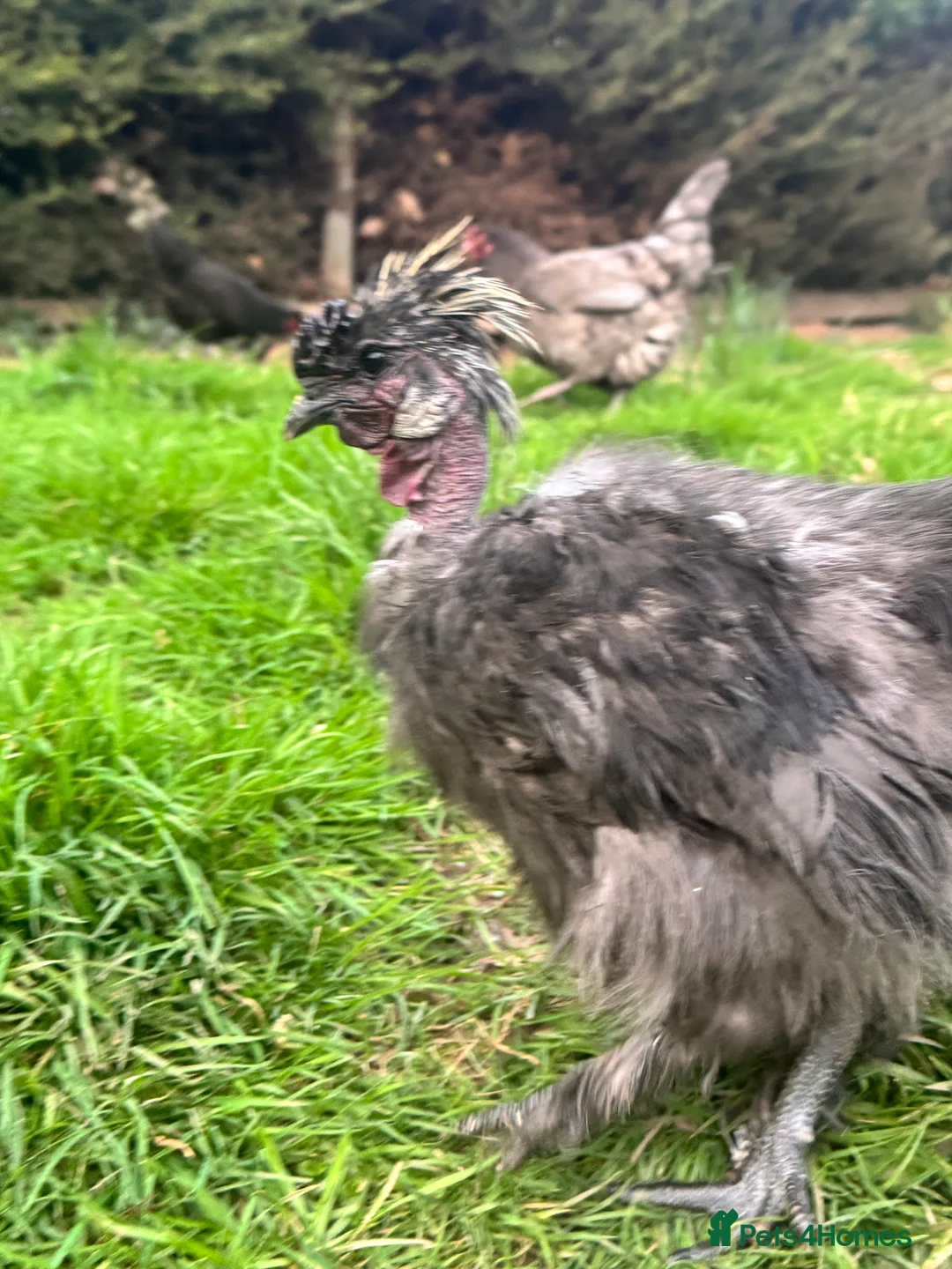 Chickens poultry for sale: Good looking cockerels - Advert 2