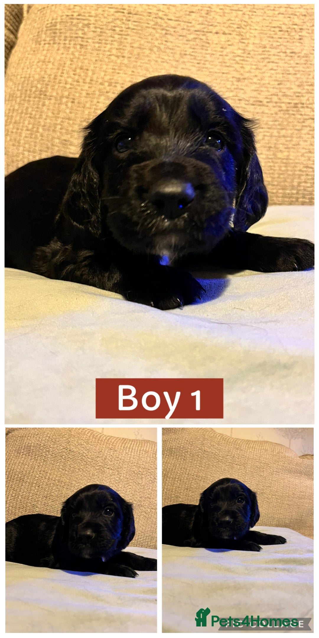Sprocker dogs for sale: Sprocker Spaniels - Image 6