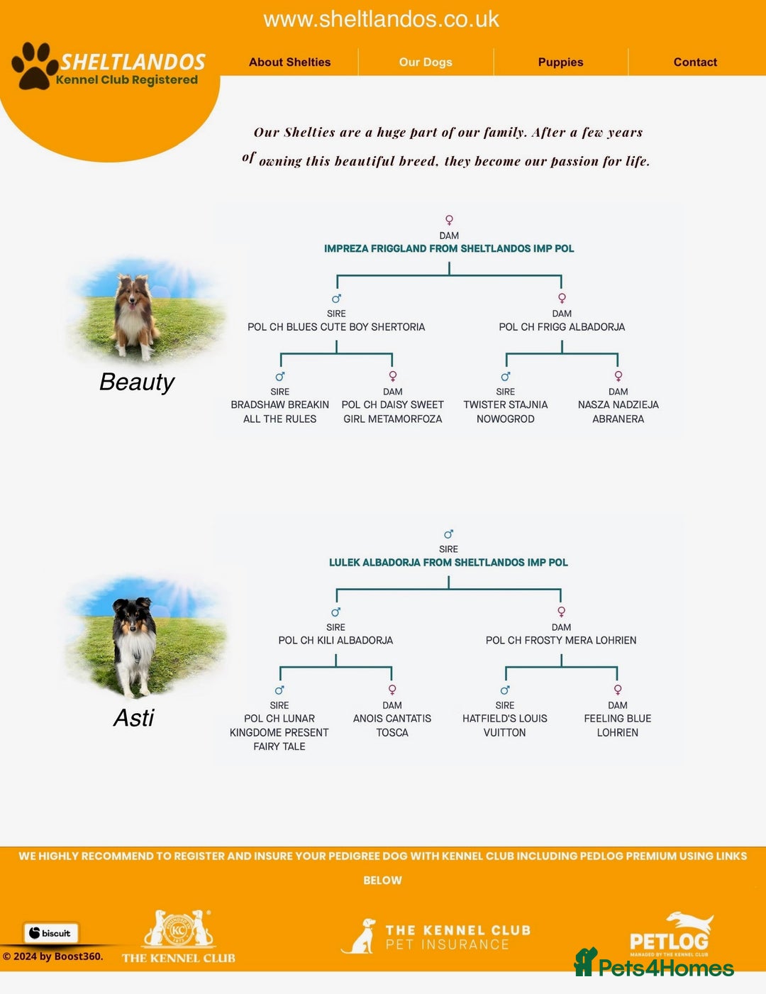 Shetland Sheepdog dogs for sale: Purebred Shetland Sheepdog Puppies - Image 19