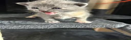 Domestic Shorthair cats for sale: 4 Beautiful Domestic Shorthair Kittens  - Advert 8