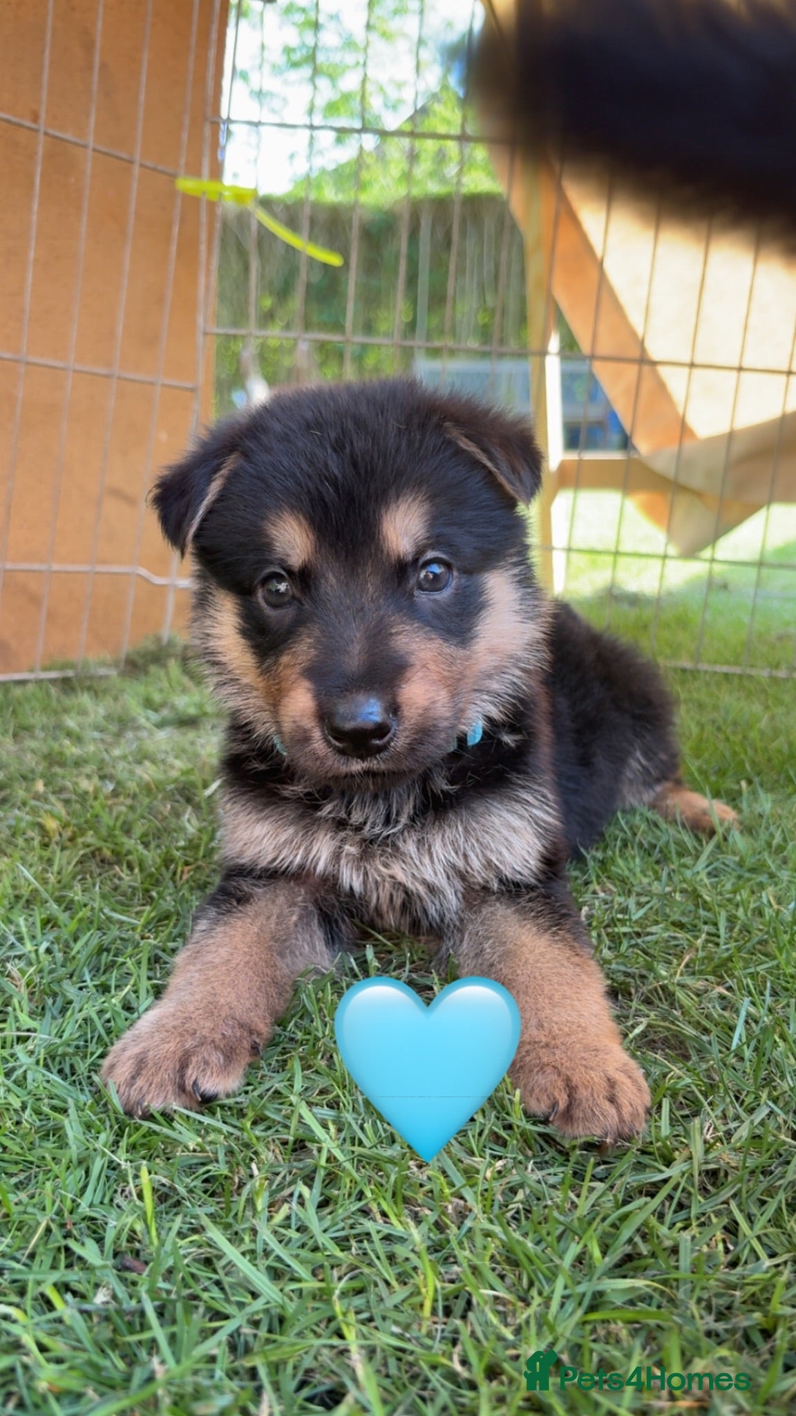 German Shepherd dogs 9 outstanding GSD puppies for sale. - Advert 14